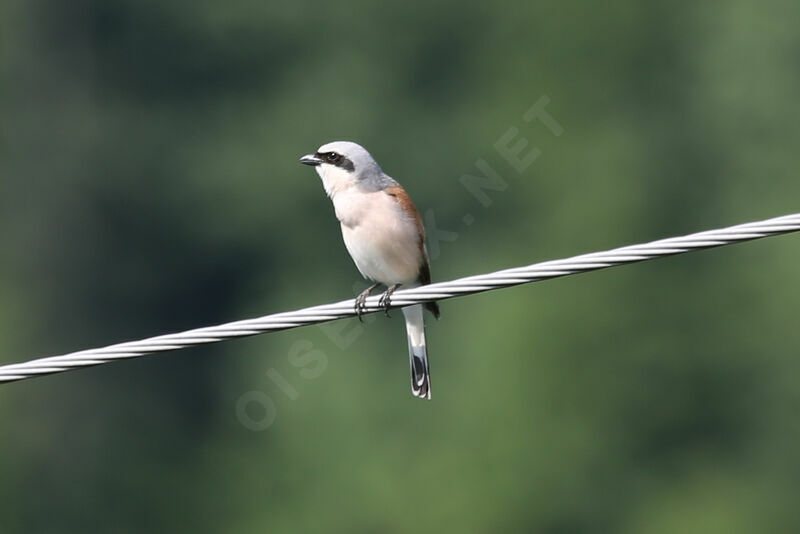 Red-backed Shrike