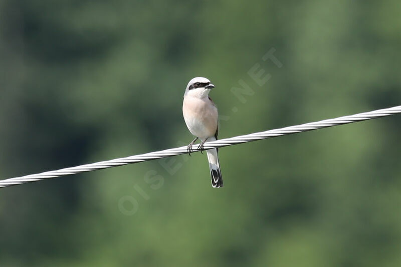 Red-backed Shrike