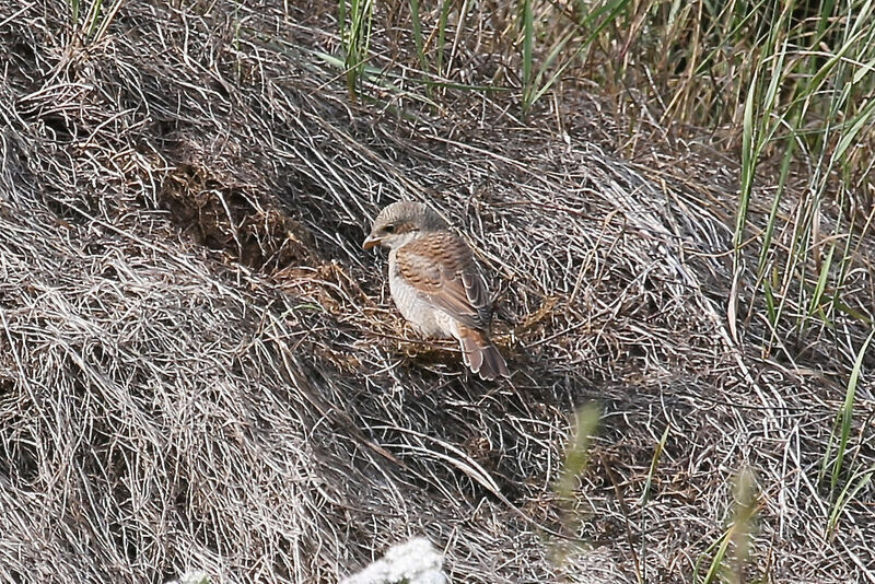 Red-backed Shrikejuvenile