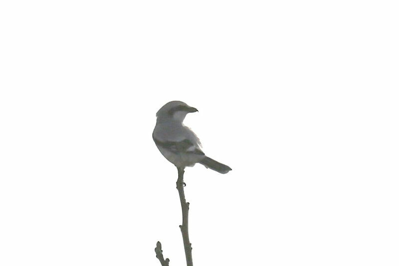 Great Grey Shrike