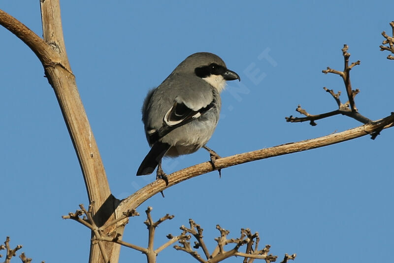 Great Grey Shrike