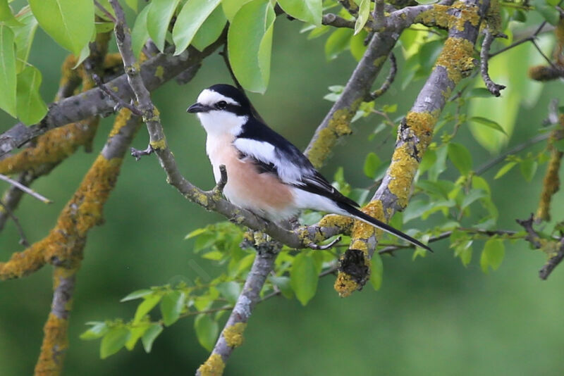 Masked Shrike