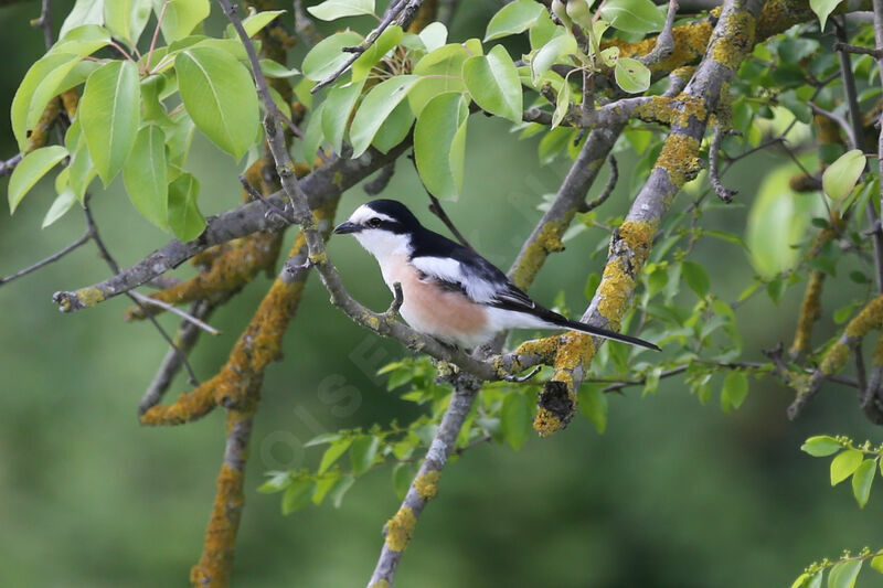 Masked Shrike