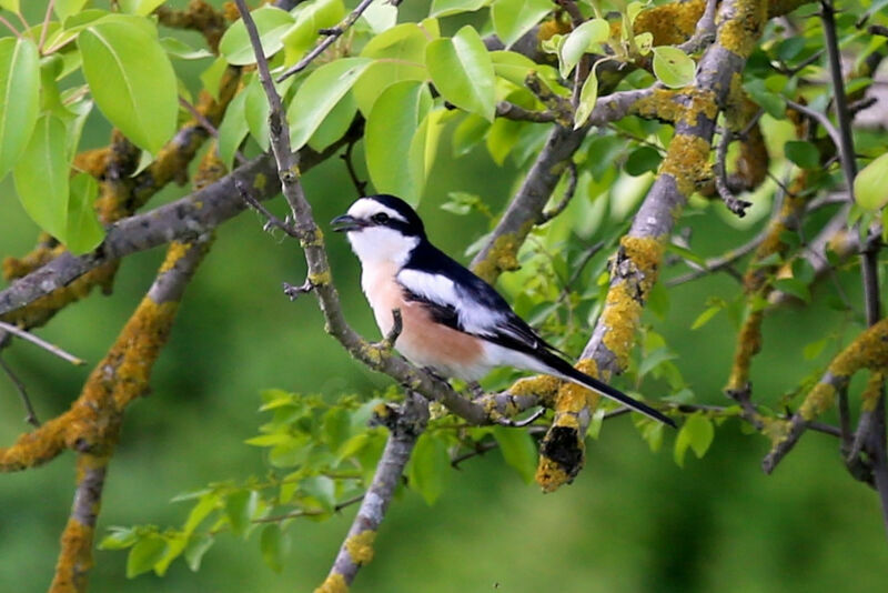 Masked Shrike