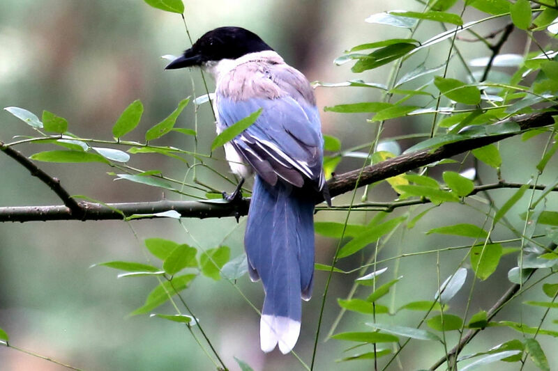 Azure-winged Magpie