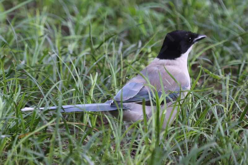 Azure-winged Magpie