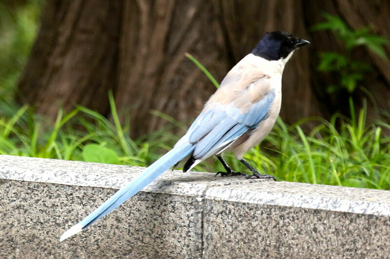 Azure-winged Magpie