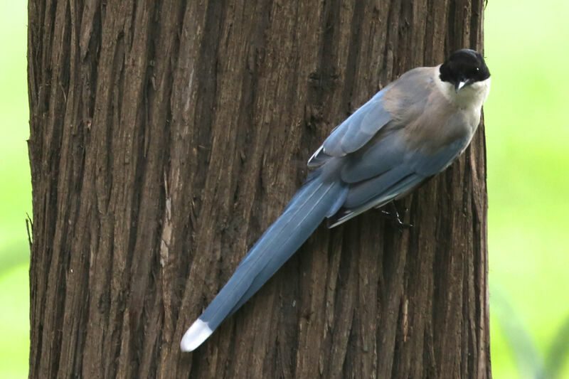 Azure-winged Magpie