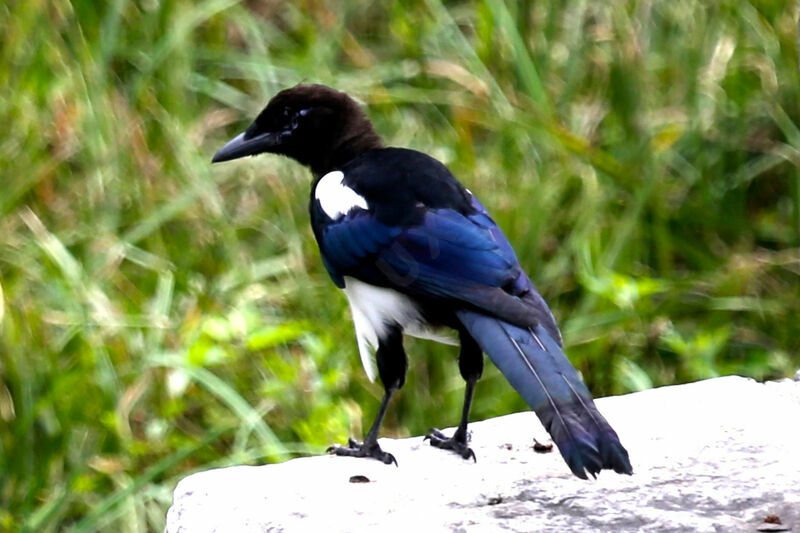 Oriental Magpie