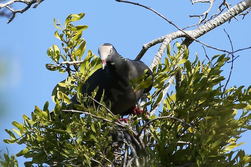 Pigeon à couronne blanche