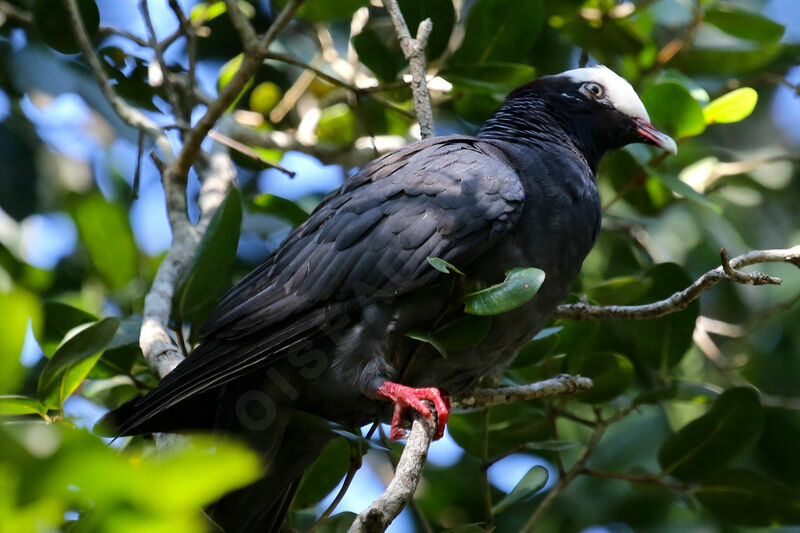 Pigeon à couronne blanche