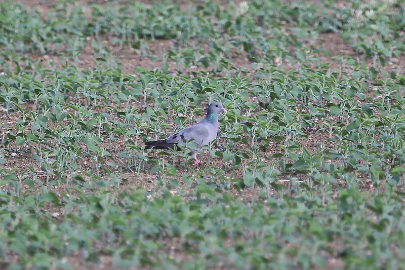 Pigeon colombin