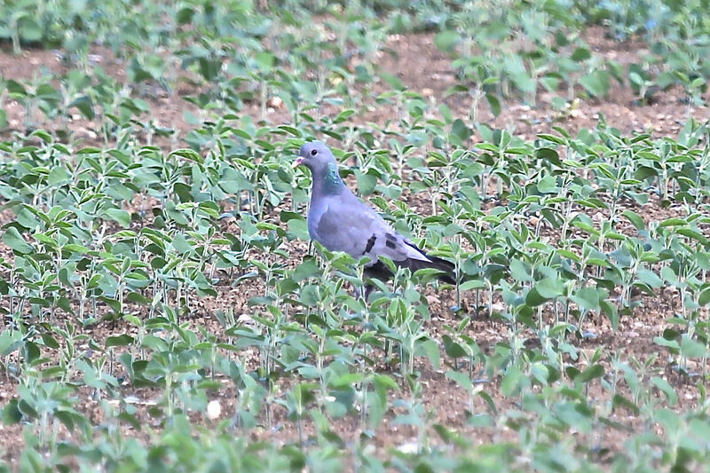 Pigeon colombin