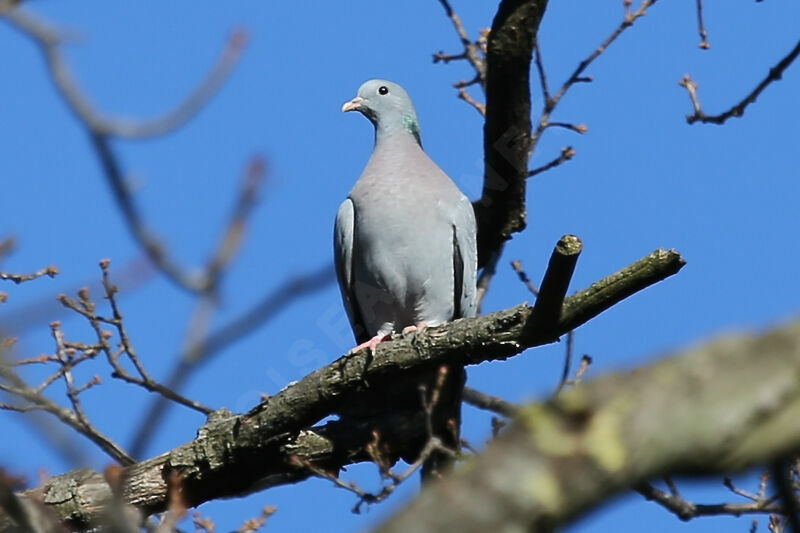 Pigeon colombin