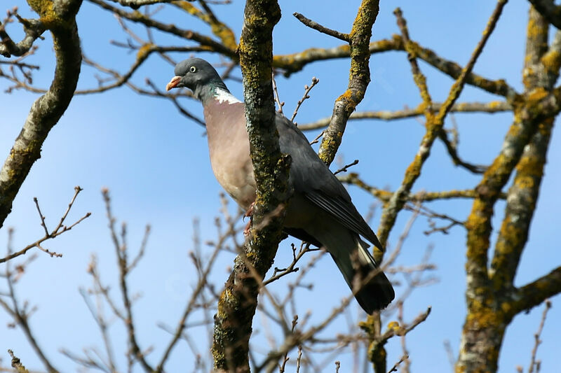 Pigeon ramier