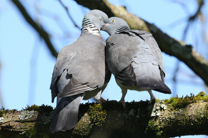 Common Wood Pigeon