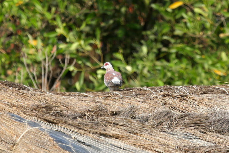 Pigeon roussard