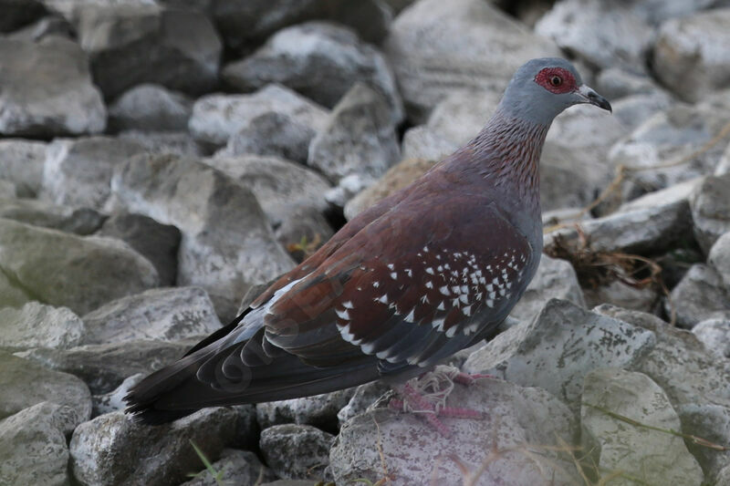 Pigeon roussard