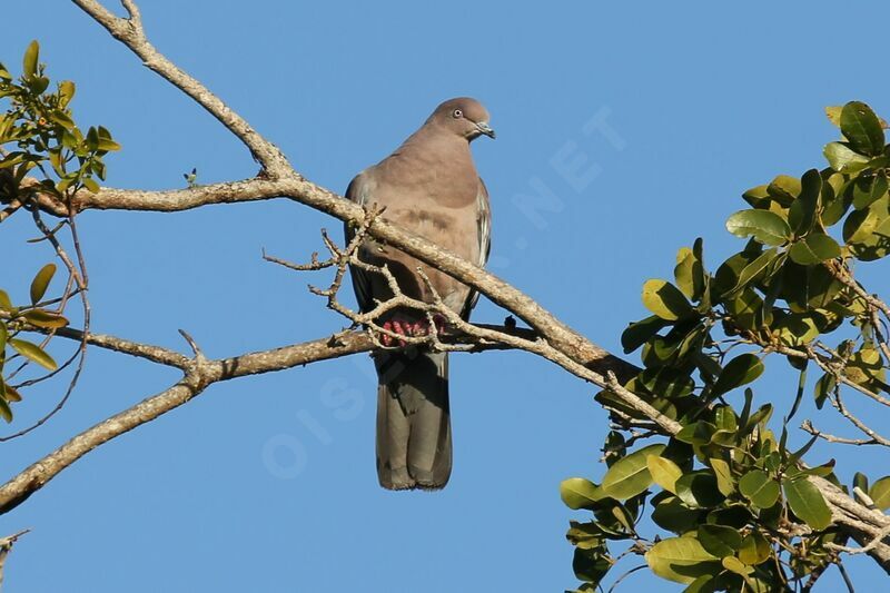 Plain Pigeon