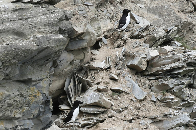 Razorbill