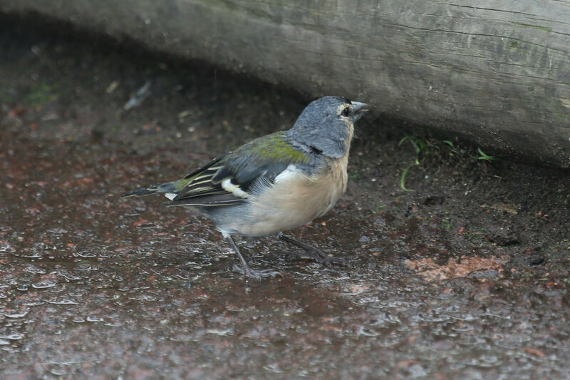 Pinson des Açores