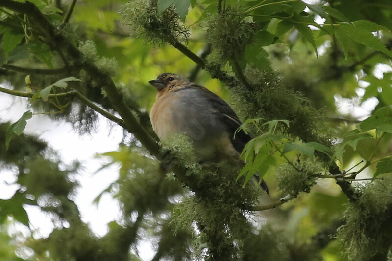 Azores Chaffinch