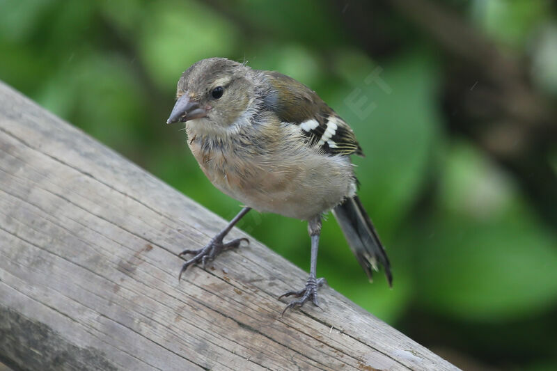 Azores Chaffinch