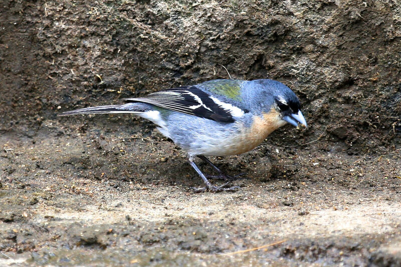 Azores Chaffinch