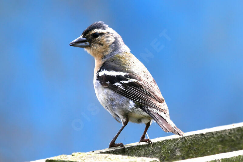 Azores Chaffinch