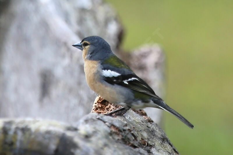 Azores Chaffinch