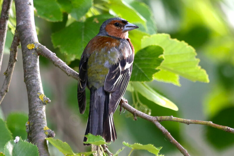 Eurasian Chaffinch