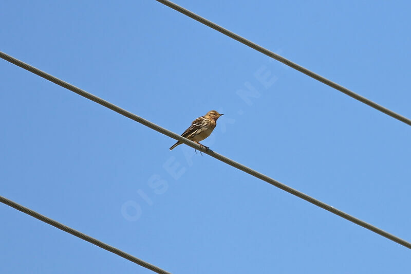 Red-throated Pipit