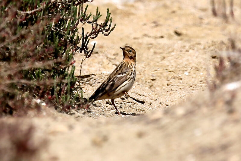 Red-throated Pipit