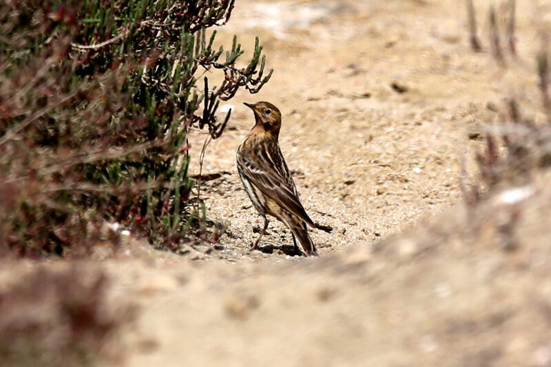 Pipit à gorge rousse