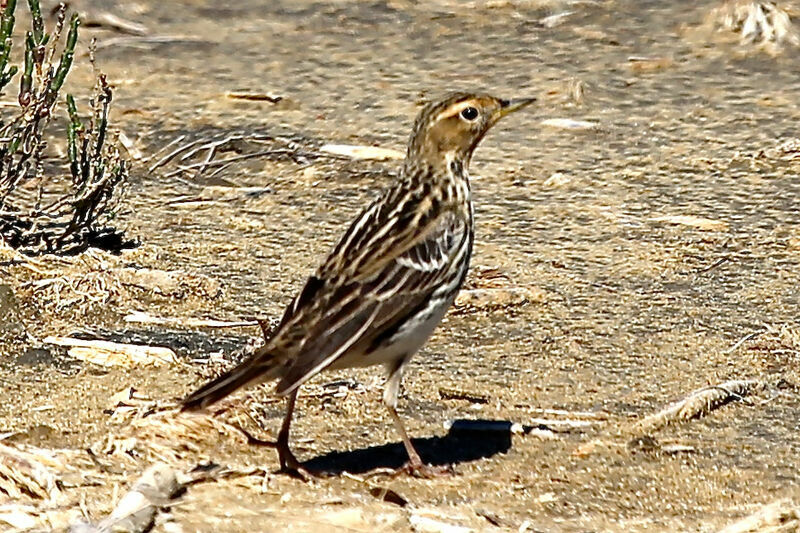 Red-throated Pipit