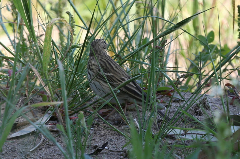 Tree Pipit