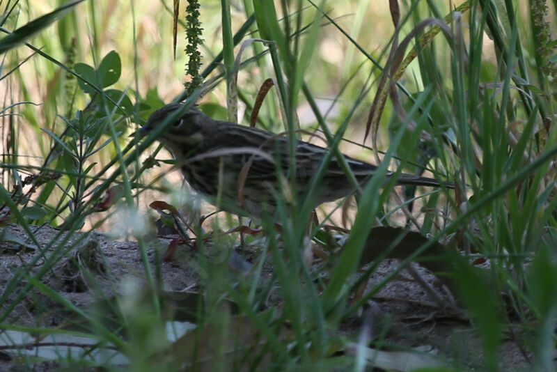 Pipit des arbres