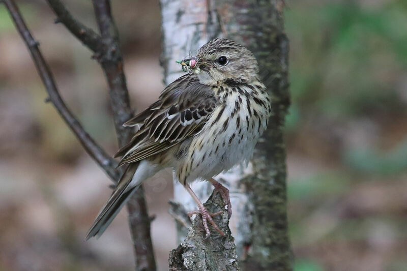 Pipit des arbres