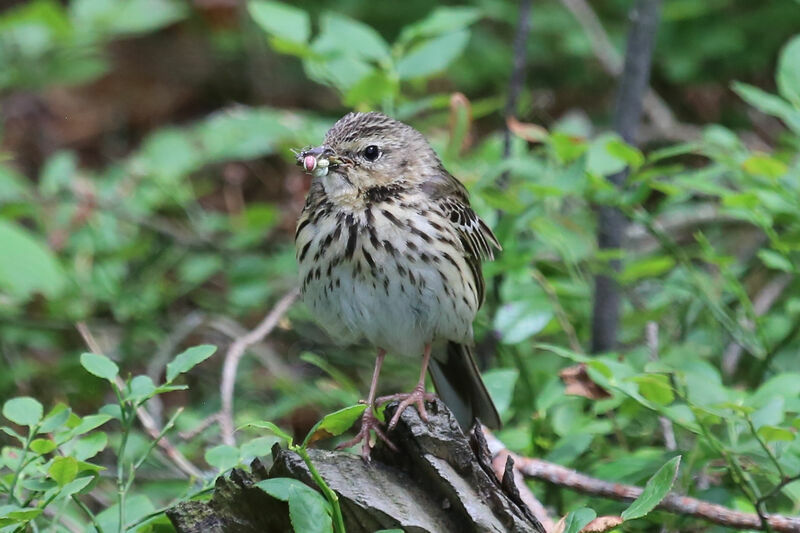 Pipit des arbres