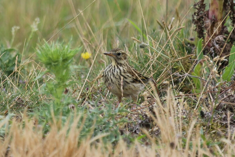 Pipit farlouse