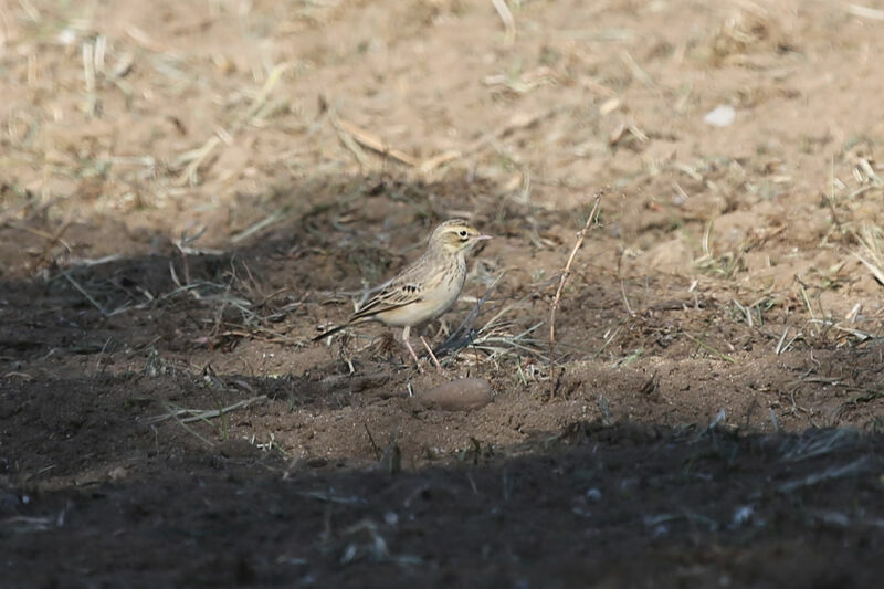 Pipit rousseline