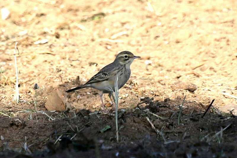 Pipit rousseline