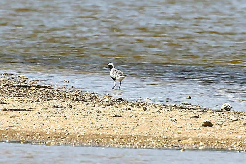 Pluvier argenté