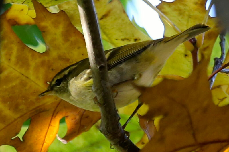 Yellow-browed Warbler