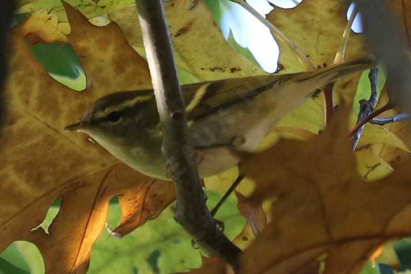 Yellow-browed Warbler