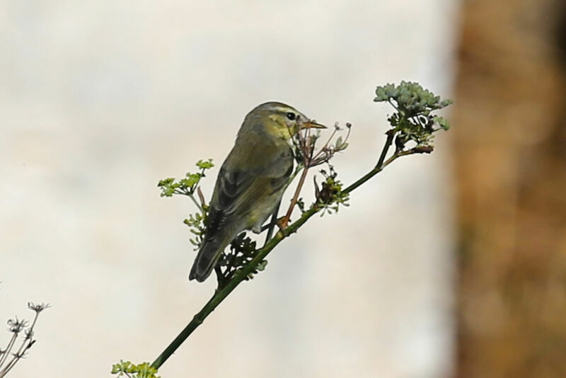 Willow Warbler