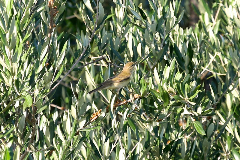 Willow Warbler