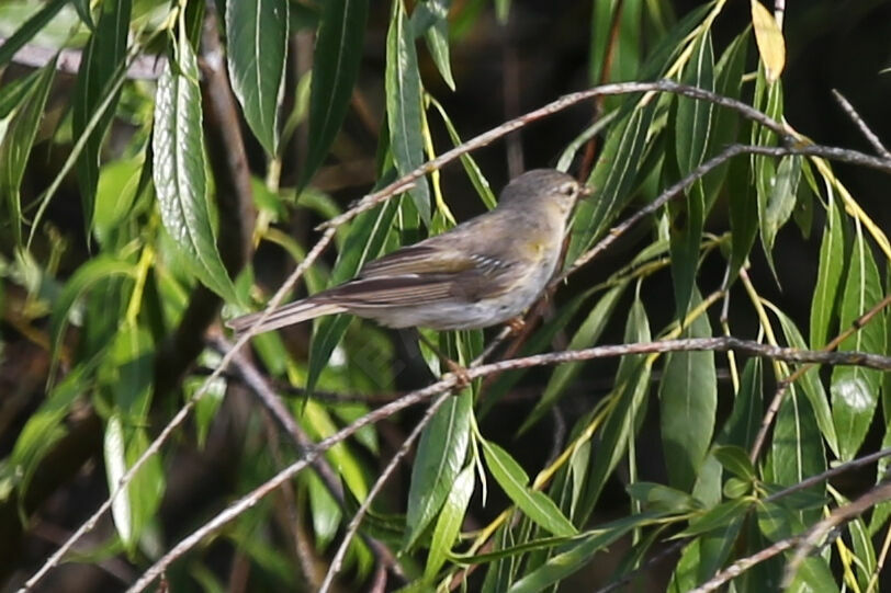 Willow Warbler