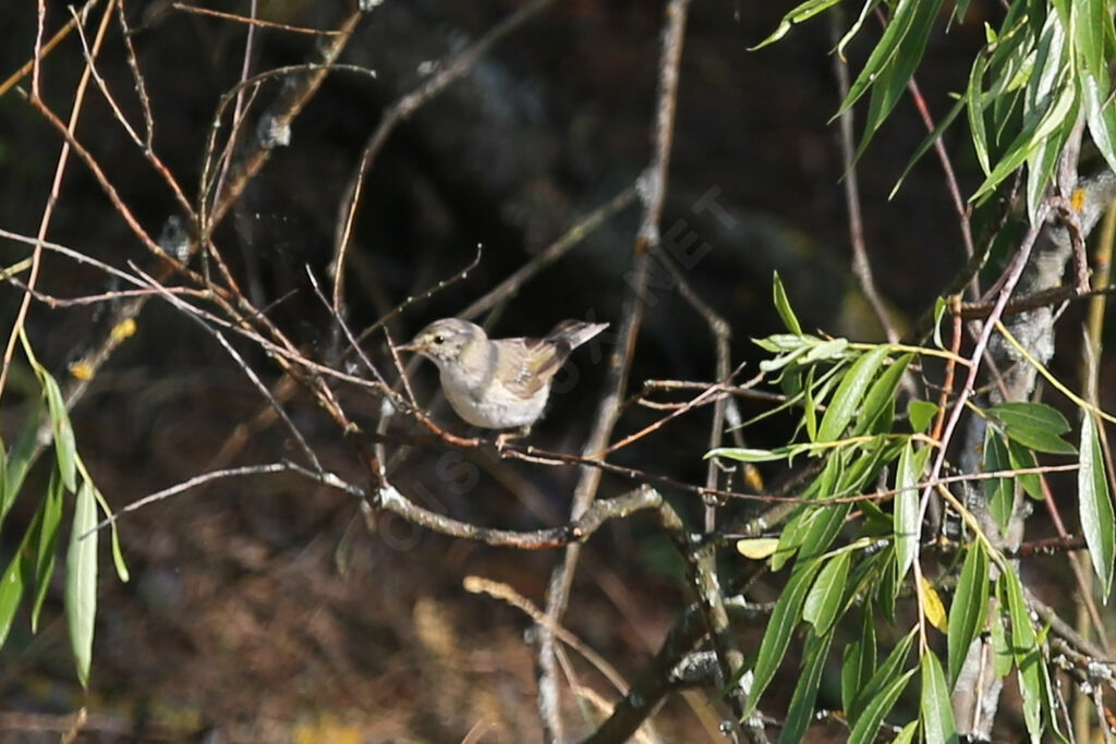 Willow Warbler
