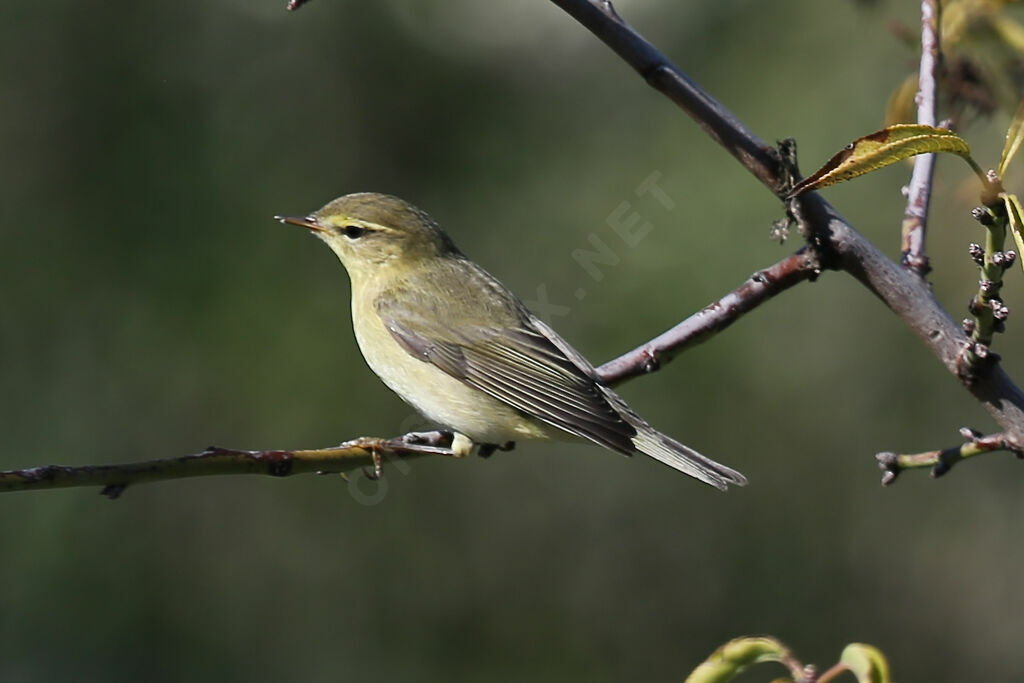 Willow Warbler